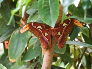 This beauty is a specimen of the largest variety of moth. He has a 10 inch wingspan.