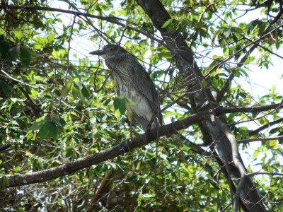 This big guy is a Yellow Headed Caracara.