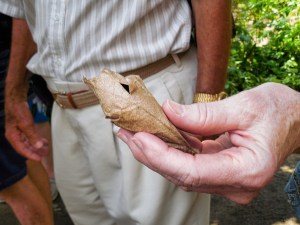 This is the cocoon from which the moth just emerged.