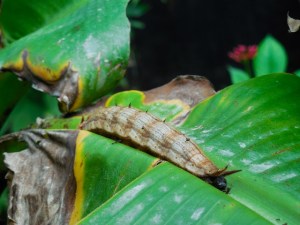 This is the kind of caterpillar the huge moth comes from.